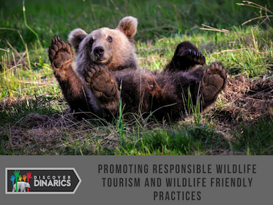 Bear friendly products promoting the coexistence between bears and humans