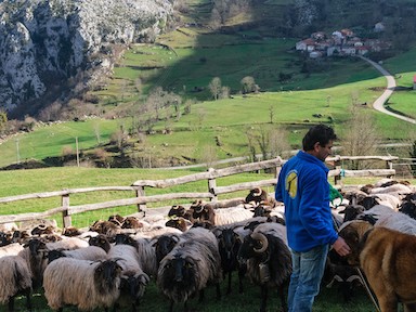 Saving vultures by livestock farming