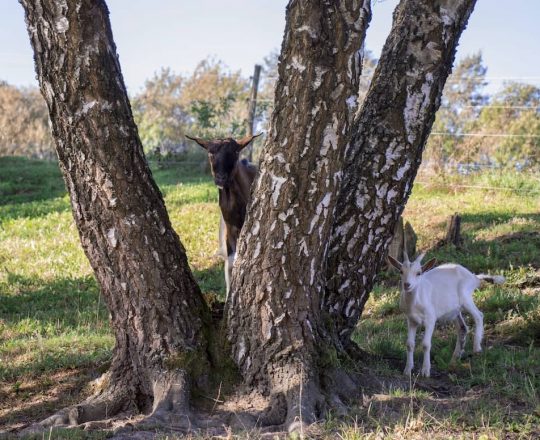 Vlčí Vrch Goat Farm: They breed nearly 70 goats to protect rare butterflies